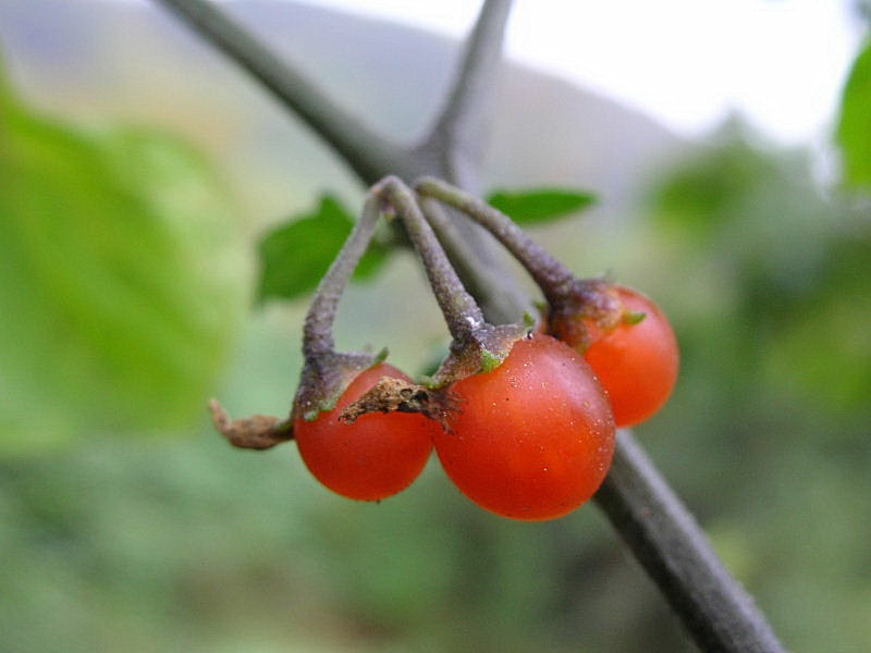 Solanum villosum / Morella rossa